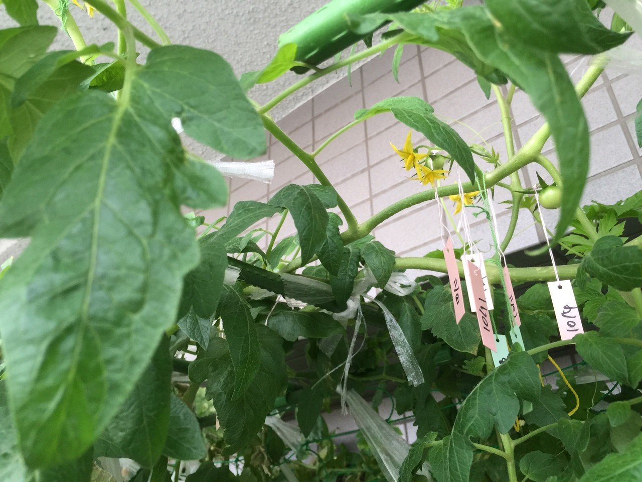 家庭菜園ベランダ14 10 12 コバエが酷いので 粘着棒をアマゾンで注文 Dss Note