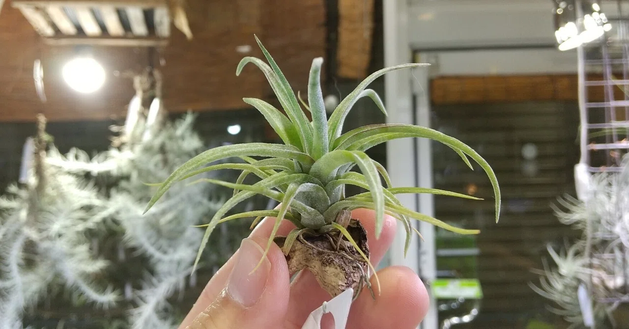 チランジア アルゲンティア Tillandsia argentea 20000 【公式通販】 チランジア アルゲンティア Tillandsia argentea 20000 【公式通販】