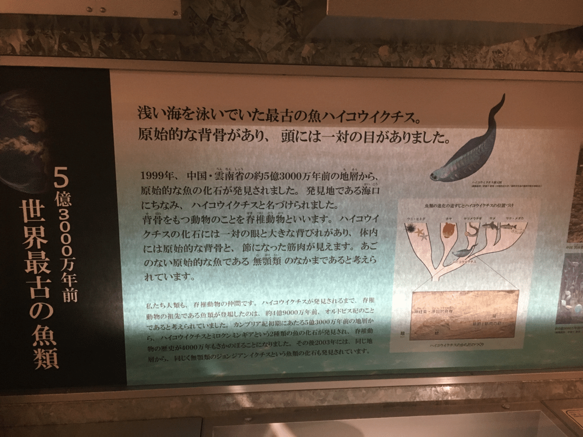 4億年前にさかのぼる中国魚の化石が顎の起源の謎を解明
