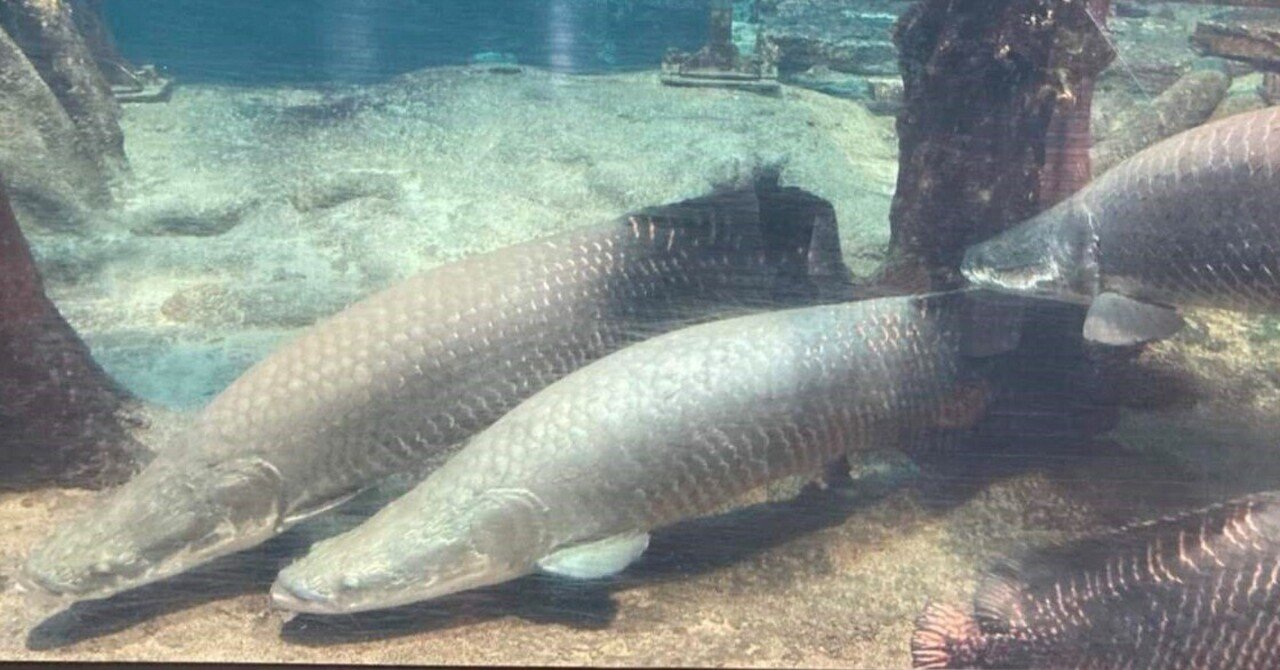 ピラルクは私に笑いかける 第1章 邂逅 京都新聞 Note Note ピラルクは私に笑いかける 第1章 邂逅 京都新聞 Note Note