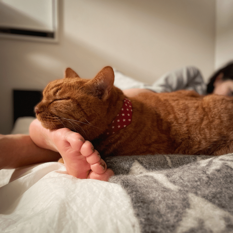 とある日の夕方、くつろぐママの足元に猫。こちらもくつろいでます、枕はママの足。ママのどんなところでも枕にするチビ、もちろん断りなしに。