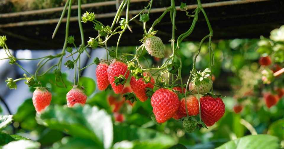 イチゴは野菜か果物か 科学が決めないこともある 冬休み子ども科学電話相談 12月25日ピックアップ しましょ 島田祥輔 Note