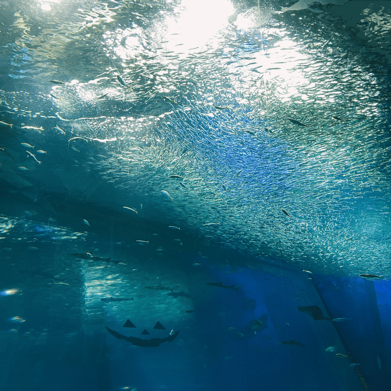 1番好きな水族館が見つかったかもしれない のんびり旅日記 ちゃい Note
