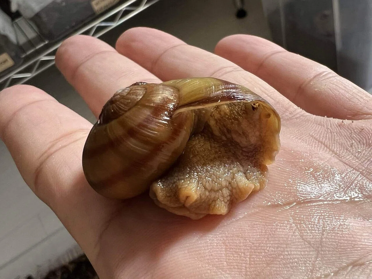 Ezohelix gainesi｜ENSiS/かたつむりまみれ
