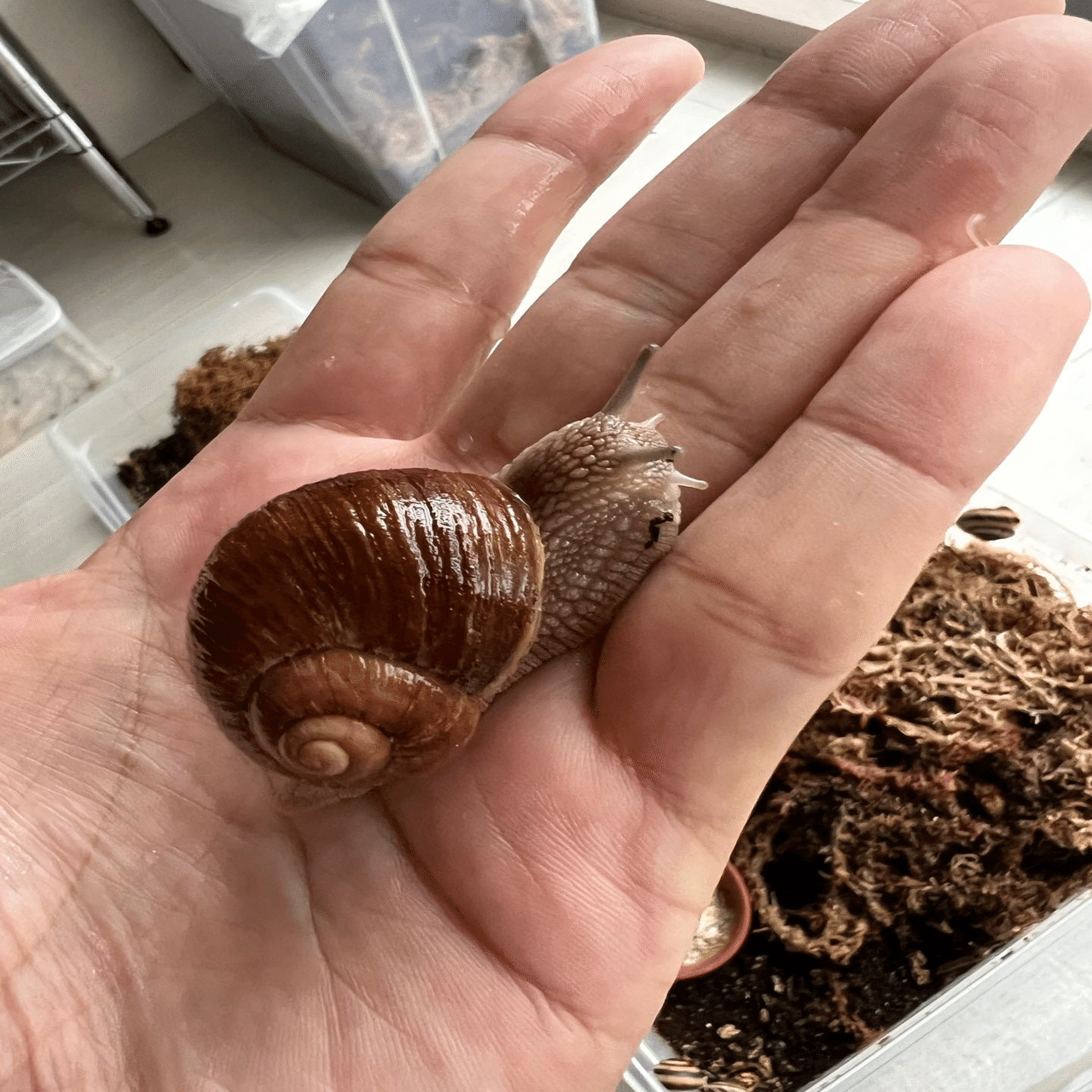 Helix Pomatia ｜ENSiS/かたつむりまみれ