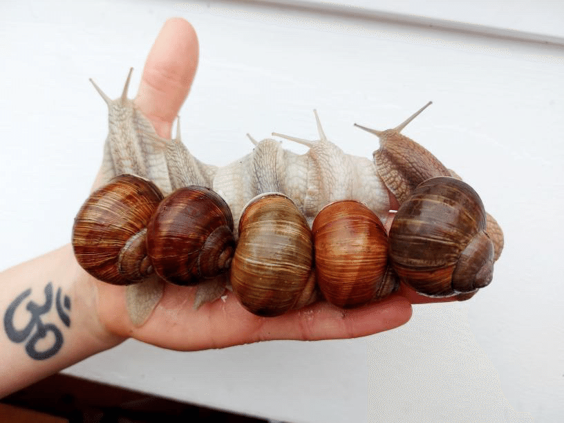 Helix Pomatia ｜ENSiS/かたつむりまみれ
