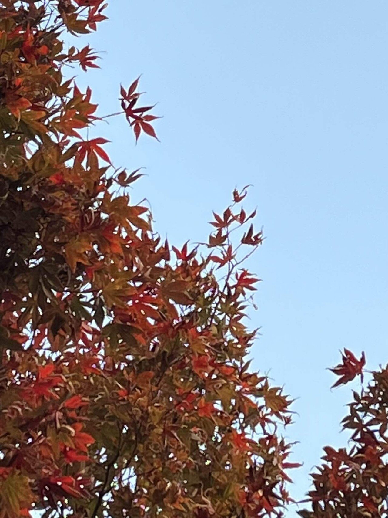 えぇ〜と。🍁モミジさん❓それとも楓さんですか⁉️📚s｜まるまるの虫