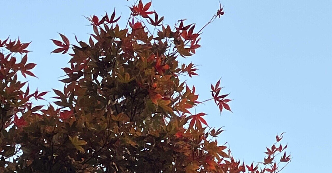 えぇ〜と。🍁モミジさん❓それとも楓さんですか⁉️📚s｜まるまる
