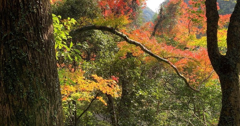 紅葉🍁と秋の風と水の音そして虹🌈