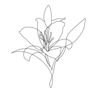 Lily｜note