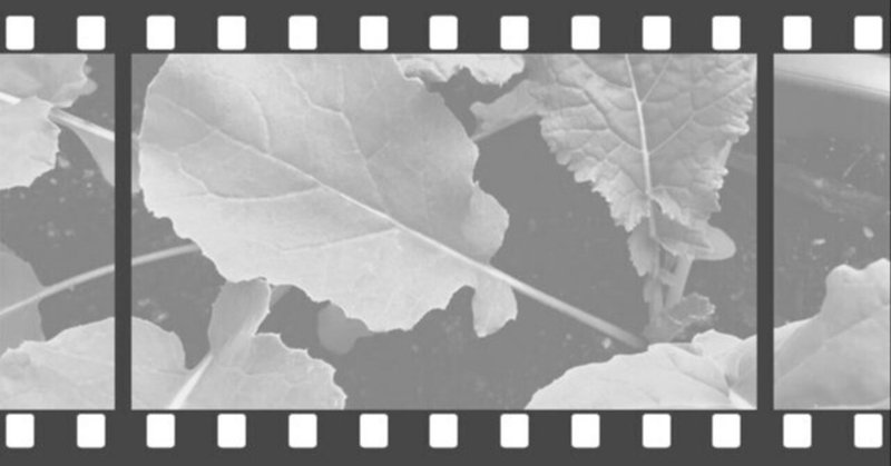 栽培記録〜ルタバガ・パースニップ葉が大きく成長する～ 