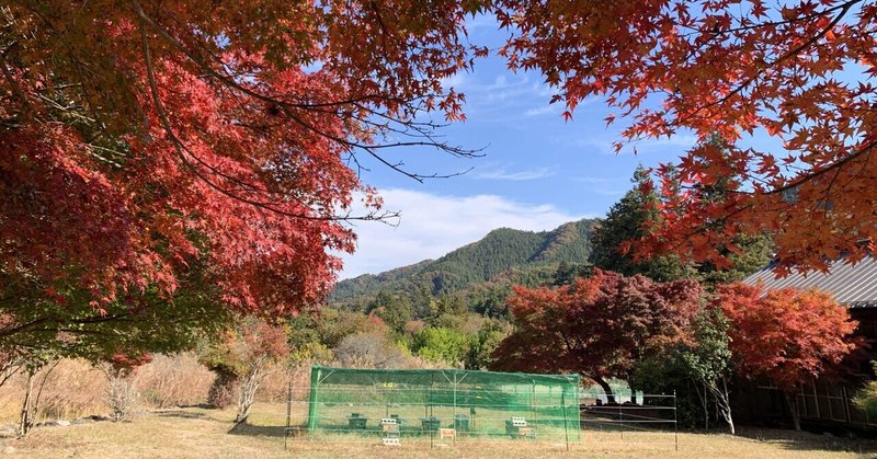 【35】11/7～11/11　泣きっ面に蜂