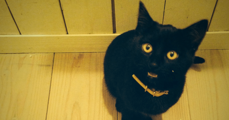 我が家の黒猫さん