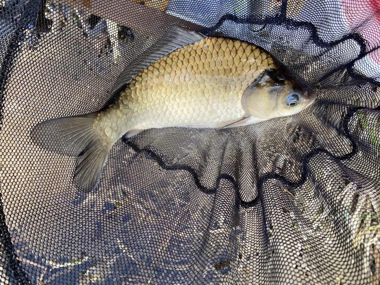 ヘラブナ タモ網天然木一点物