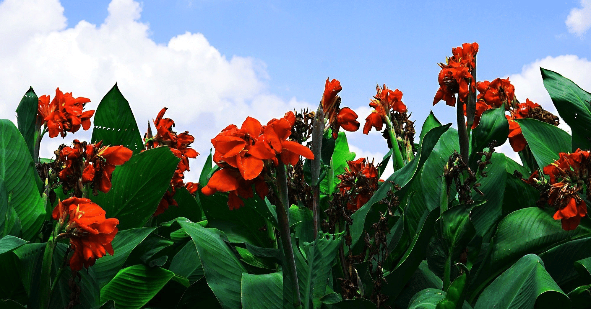 カンナ8号線」を久しぶりに聴いたら、昔と解釈が変わった話｜みよしひろみ