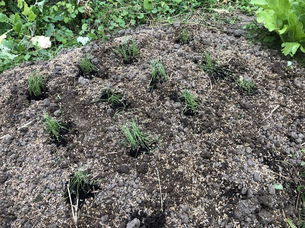 恵みの雨が降る前に｜MUNA_FARM 無農薬自給自足