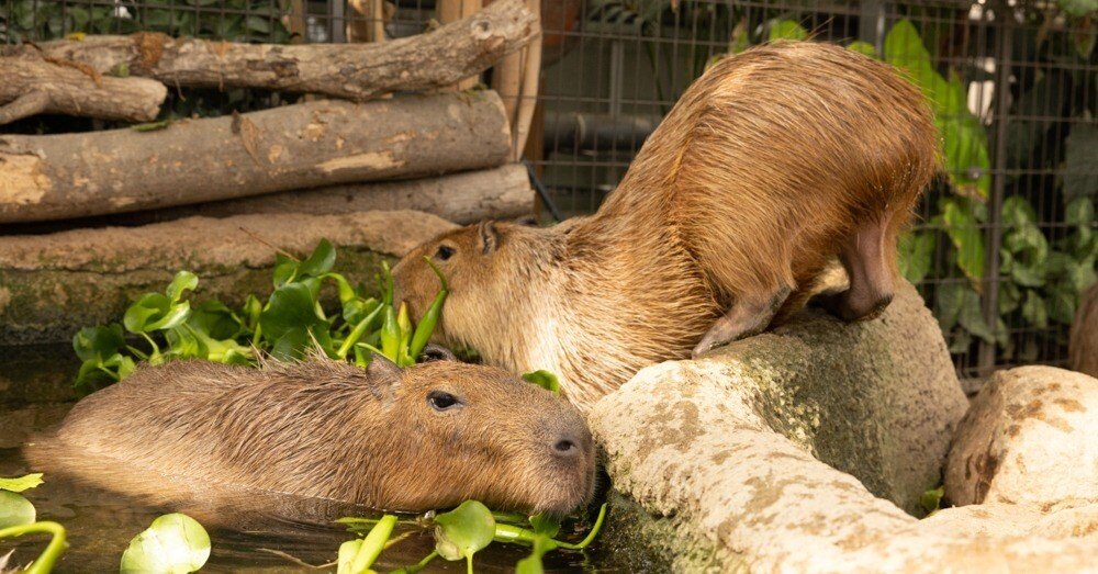 0380fafaf917b3c48c57c74ba89963