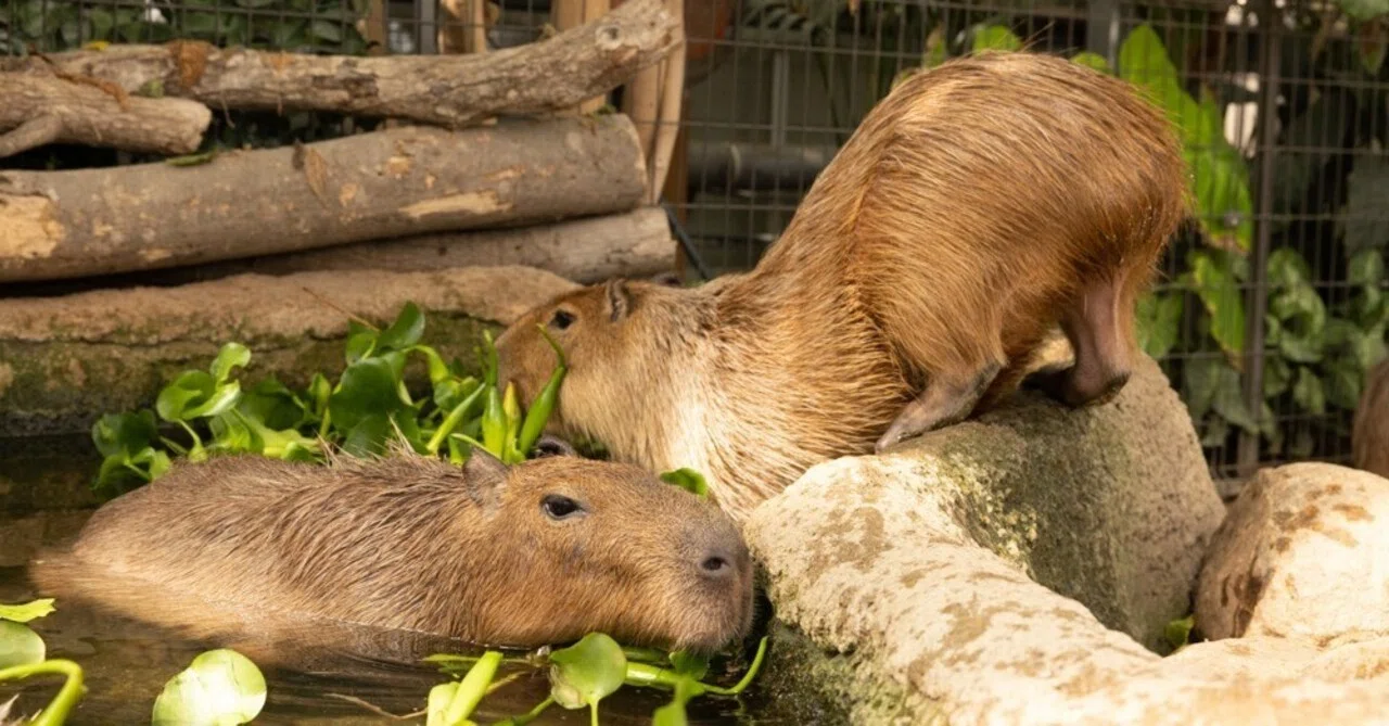 カピバラの休憩ゾーン誕生！神戸どうぶつ王国｜カピバラ写真家〇渡辺克仁