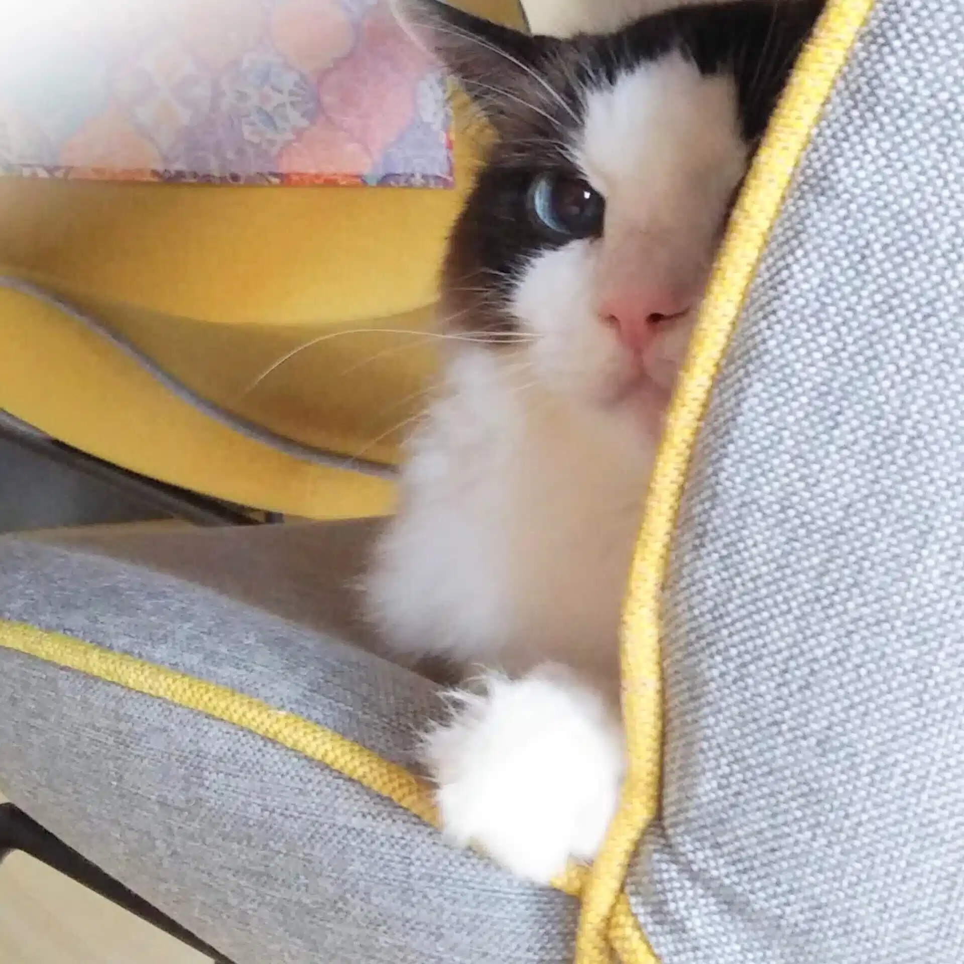 Catzania