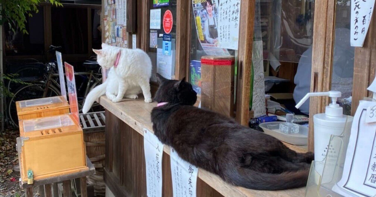 猫好き必見 京都にある梅宮大社に行ってきた 猫に会える神社 Yuma Note