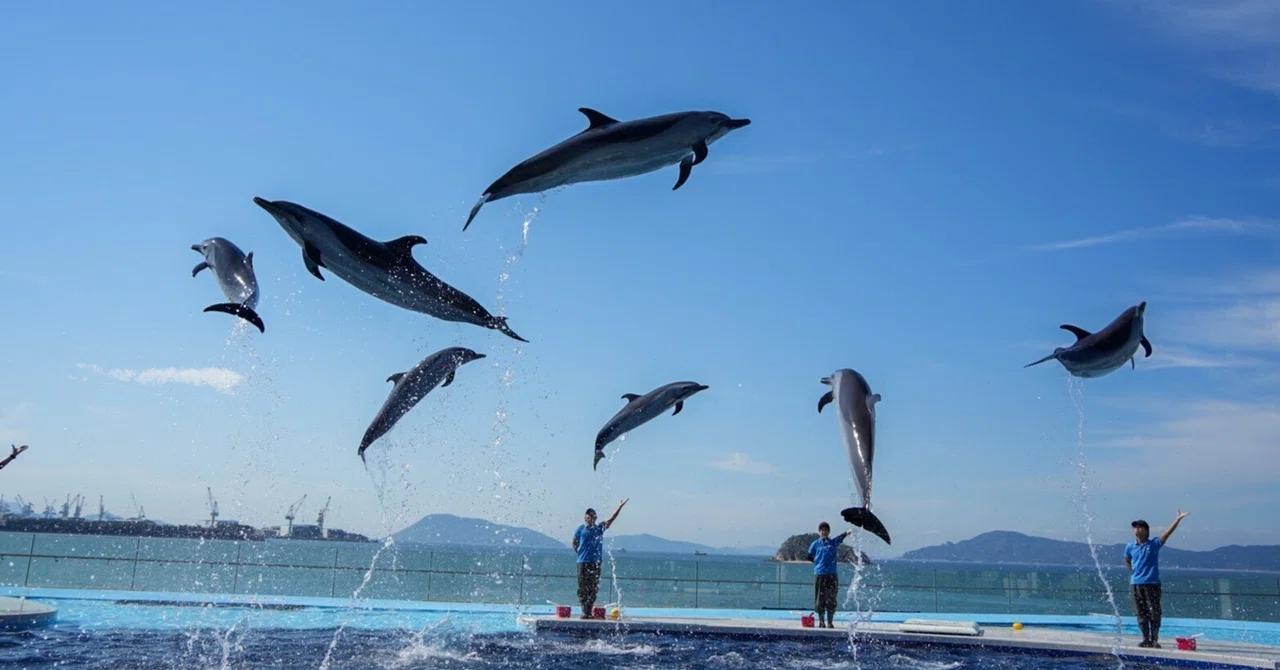 レポ#36 寝台列車サンライズ瀬戸で行く「四国水族館」｜haru