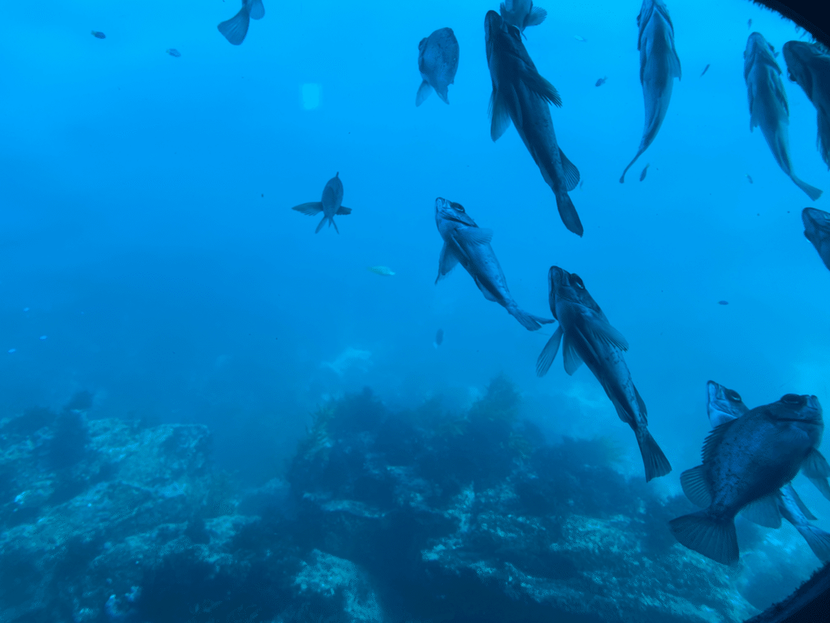 かつうら海中公園