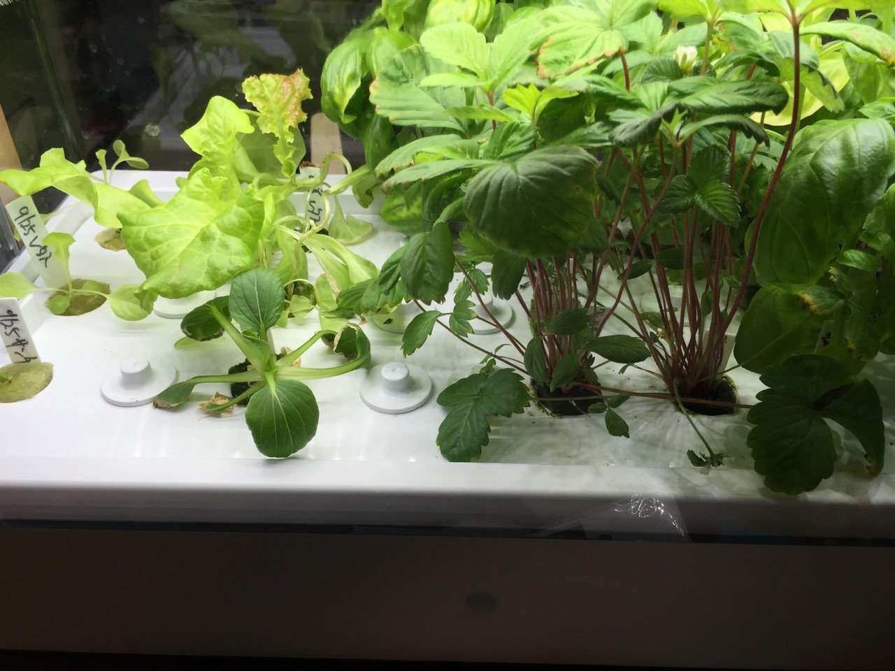 家庭菜園室内14 10 14 大葉を植え直し Dss Note