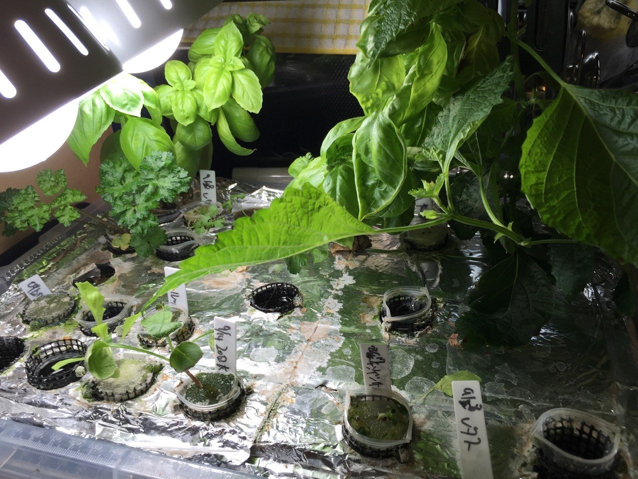 家庭菜園室内14 10 14 大葉を植え直し Dss Note