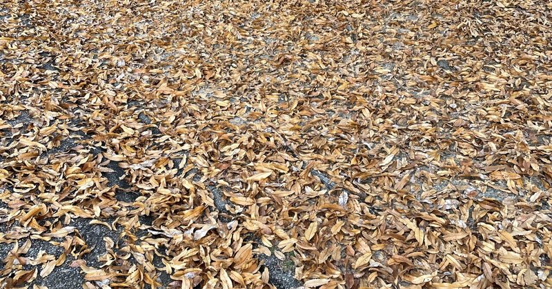 落ち葉の絨毯🍂