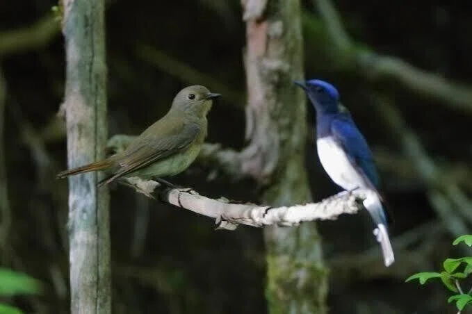 第2284回 日本の幸せの青い鳥｜翆野 大地
