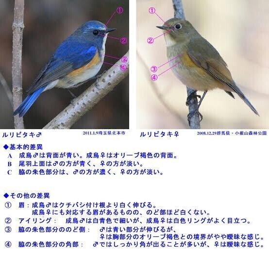 第2284回 日本の幸せの青い鳥｜翆野 大地