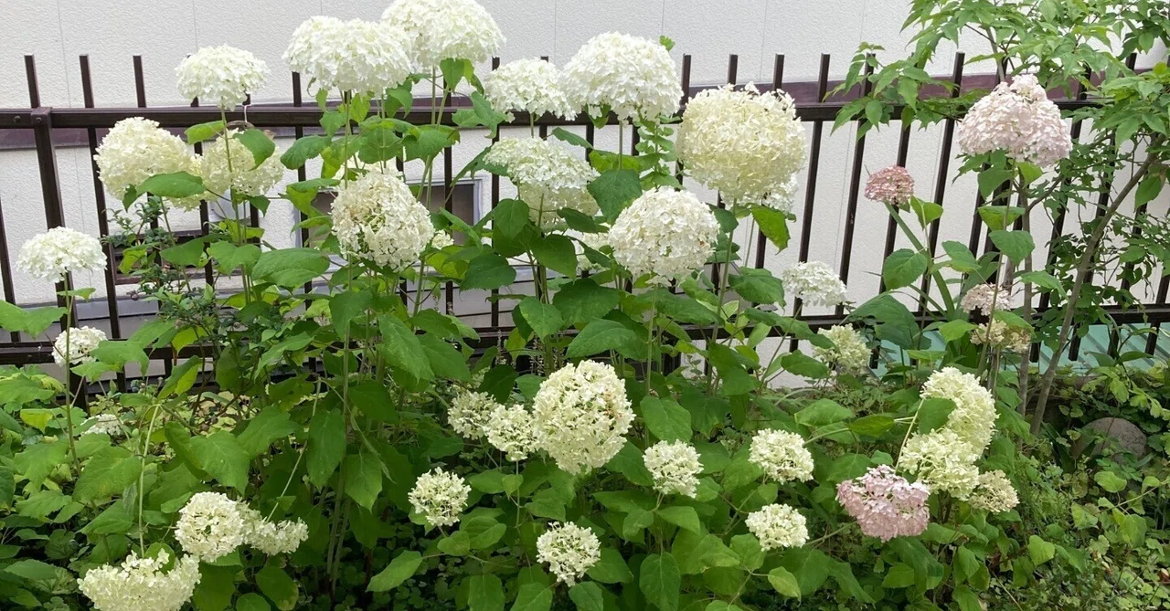 アナベル紫陽花　縦長ガーランドtga アナベル紫陽花 縦長ガーランドtga アナベル紫陽花 縦長ガーランド