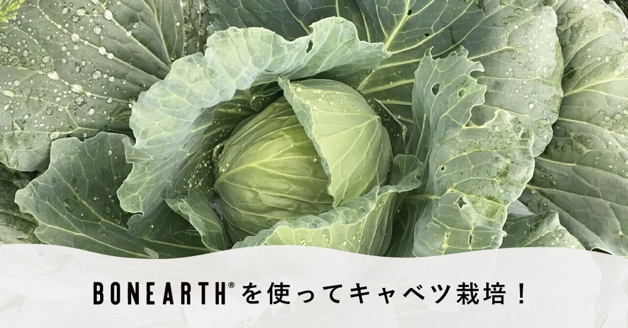 食器から生まれた肥料】キャベツ栽培#07 / 収穫！！！｜ボナース研究室