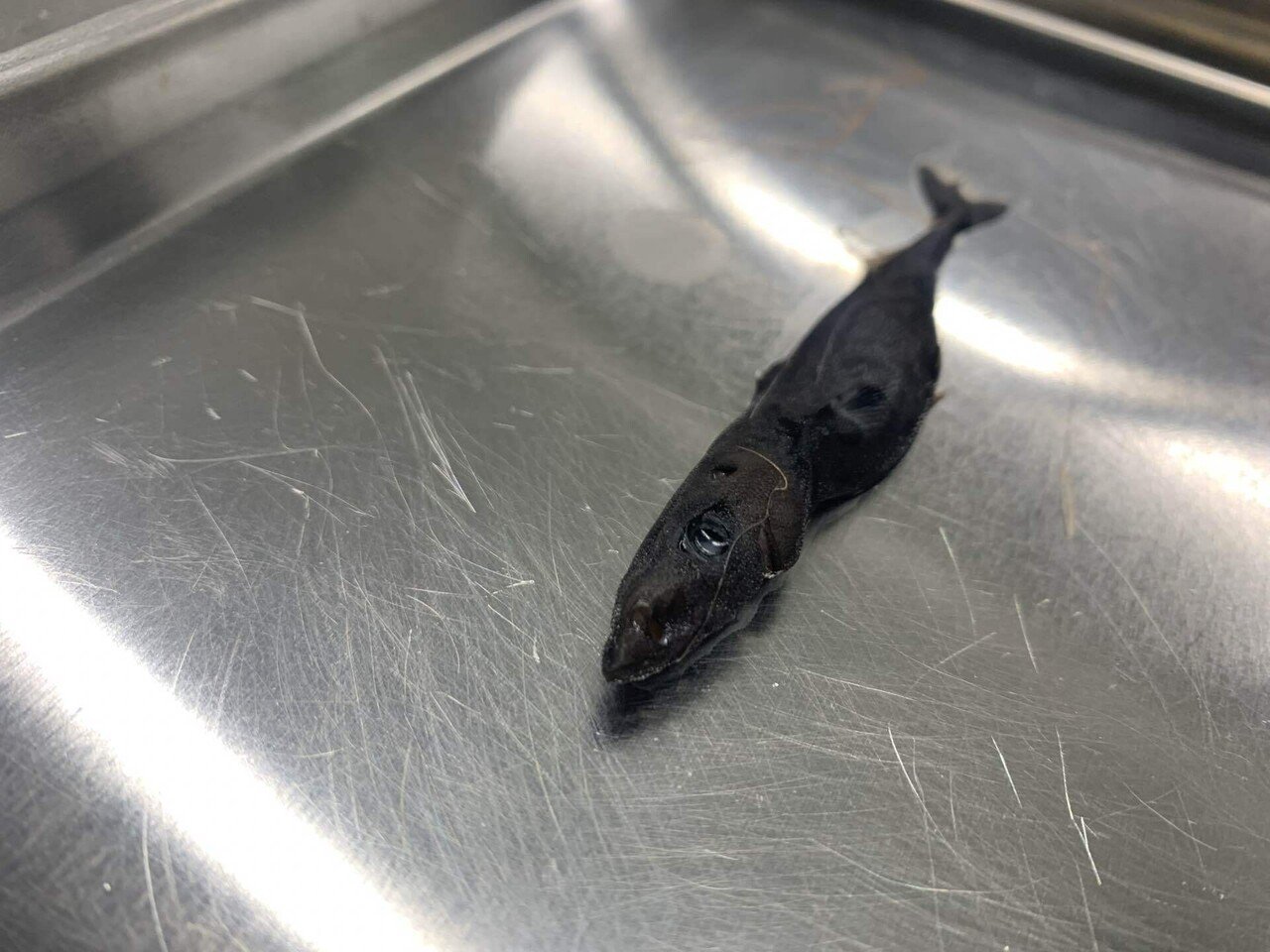 極小サイズのサメたち シャークジャーナリスト沼口麻子 Note 極小サイズのサメたち シャークジャーナリスト沼口麻子 Note