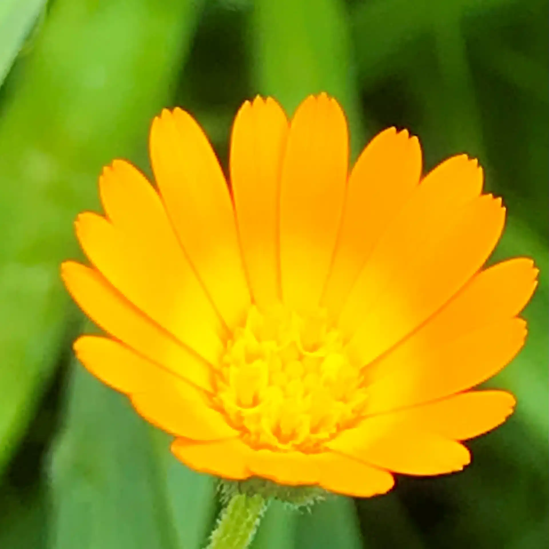 orange@nakasuorange