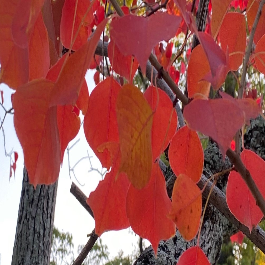 ナンキンハゼの葉 Hangzhou Note