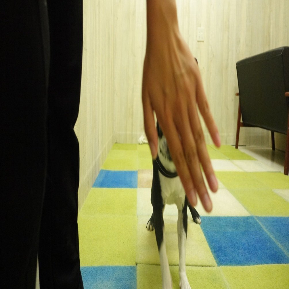 ターゲットタッチからみるハズバンダリートレーニング Happywan Note