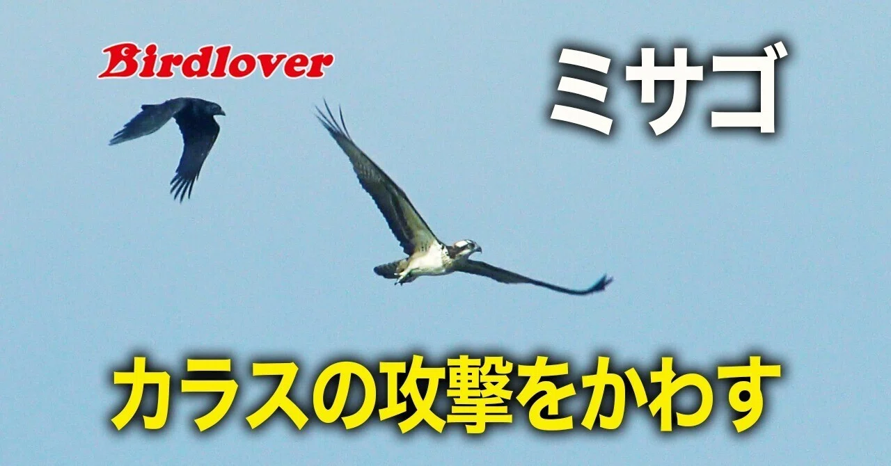 カラスの攻撃を素早くかわすミサゴ|Birdlover