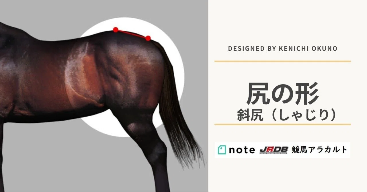 内容変更しました。馬場鞍 頭絡なし アメリゴシエナピネロロドレッサー 