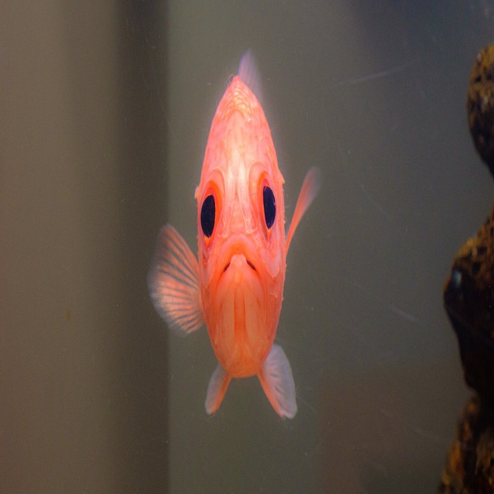 エビスダイ　本物剥製　学名:ソルジャーフィッシュ エビスダイ 本物剥製 学名:ソルジャーフィッシュ エビスダイ(2011.09