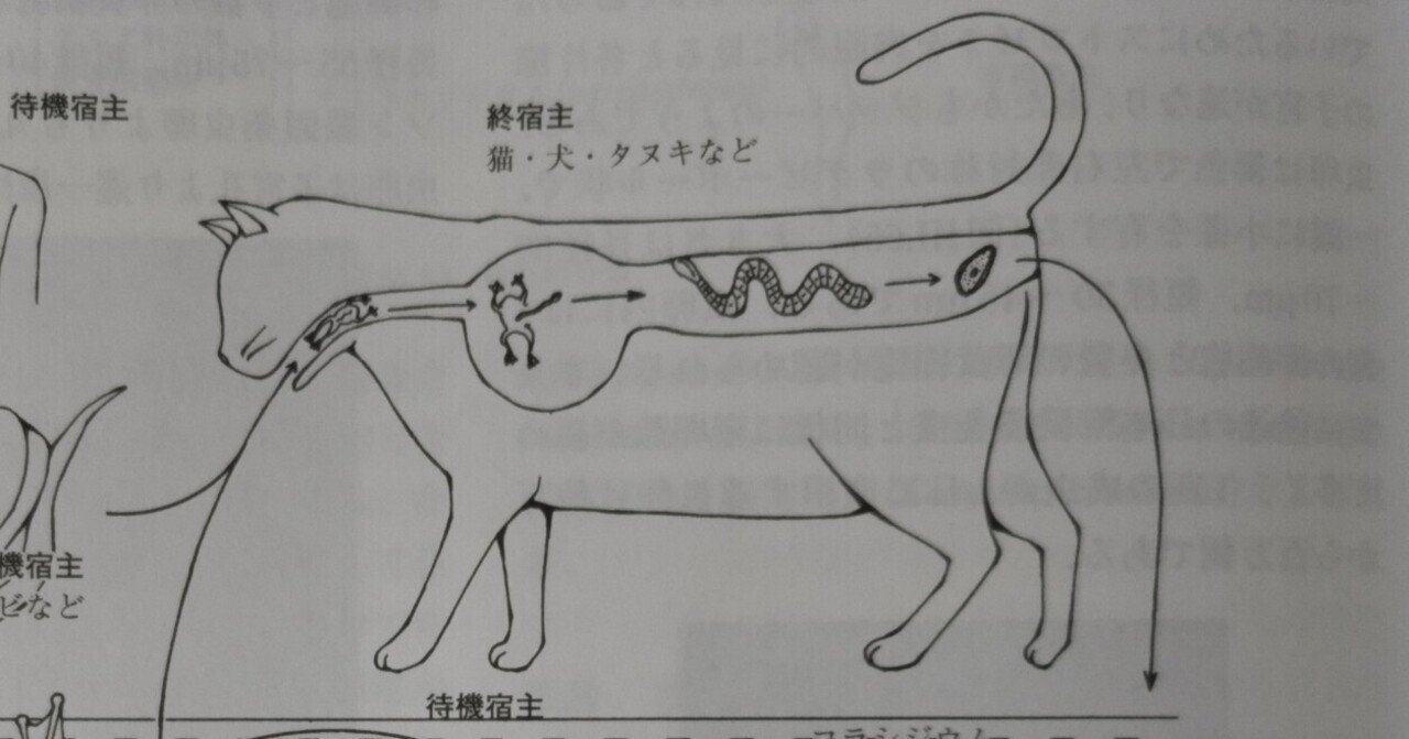 家畜寄生虫病学 動物寄生虫病学 四訂版 | 板垣 匡, 藤﨑 幸藏, 板垣 匡, 藤﨑 幸