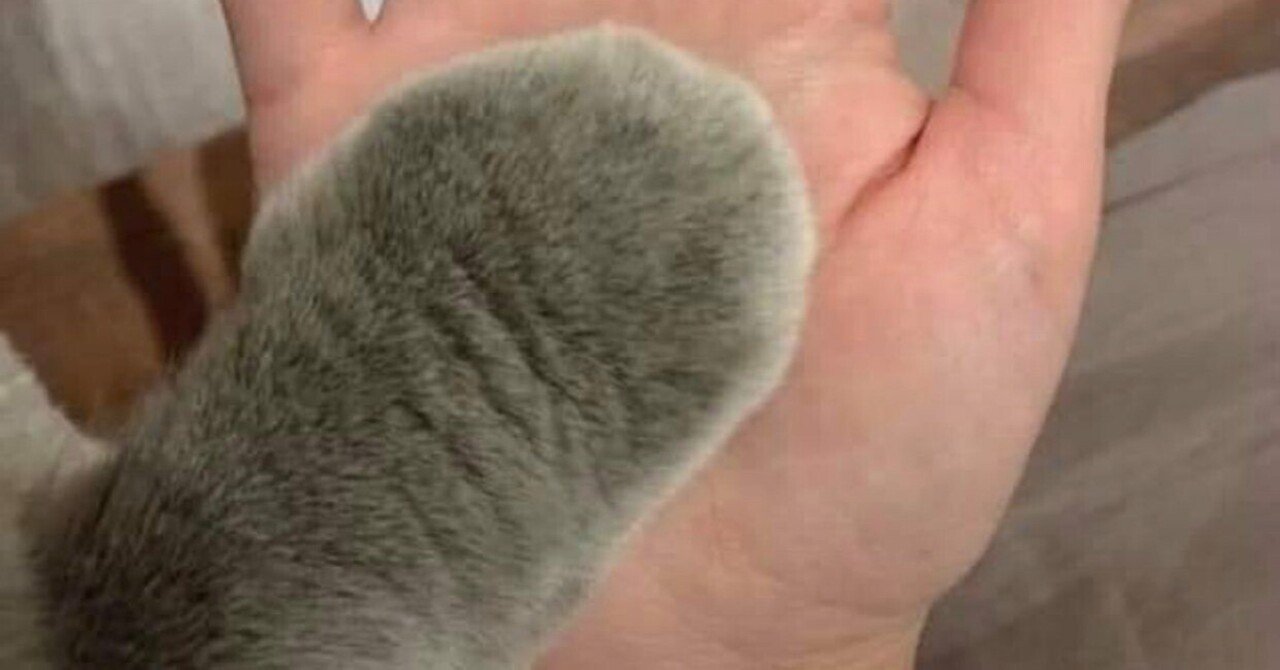 猫の手のレントゲン写真 (もふもふ動画)｜sat0shi📲🎧𓈒𓏸