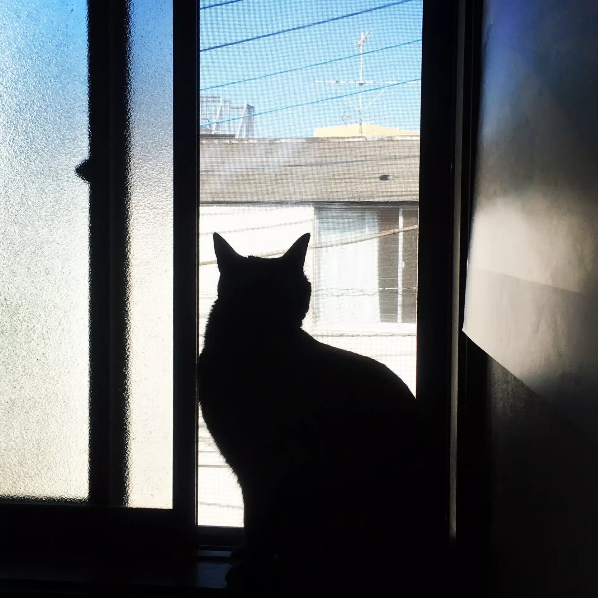 ¡Miau!