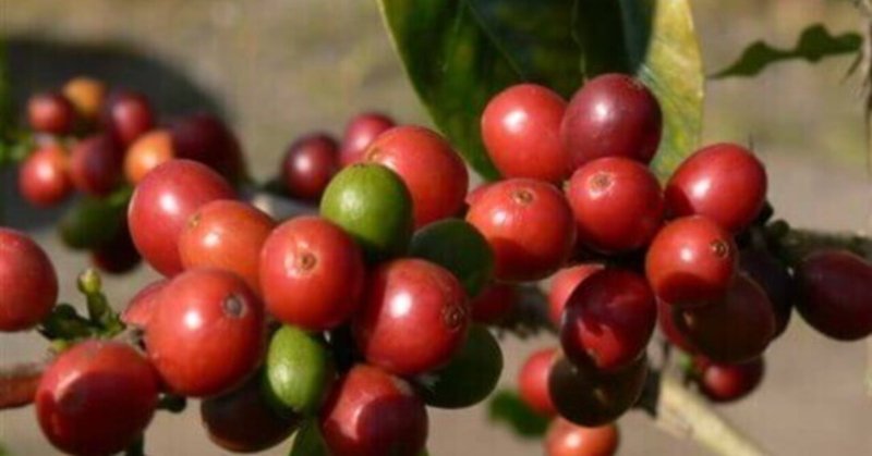 こだわりの珈琲 file.5　パプアニューギニアの”すごい香りがする”希少コーヒー。