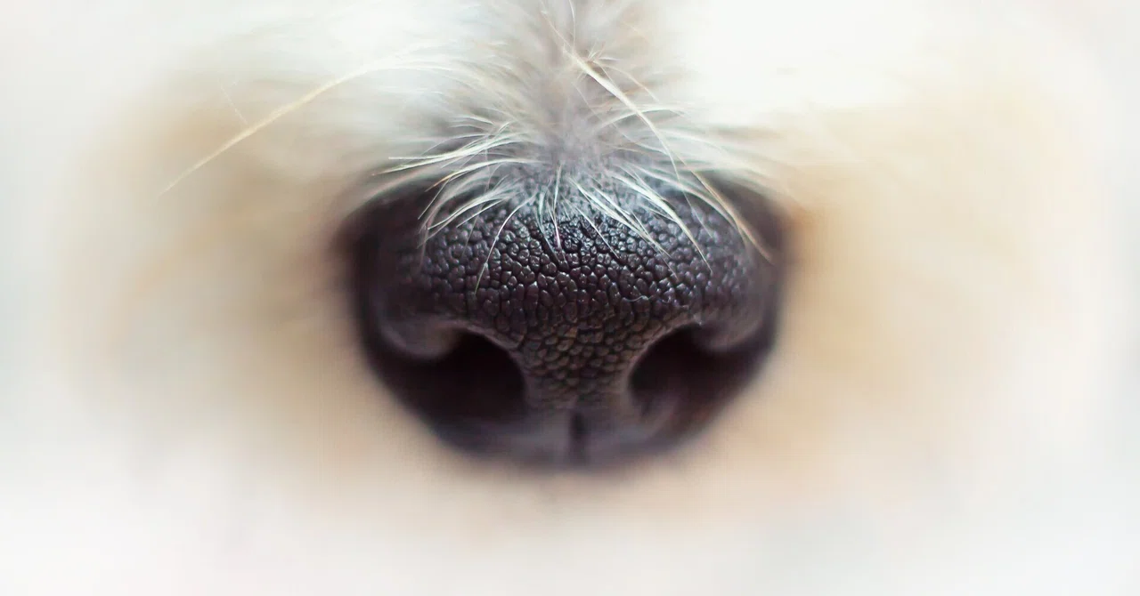[Idalog 319] You are already doing nasal irrigation.｜いだパンブログ