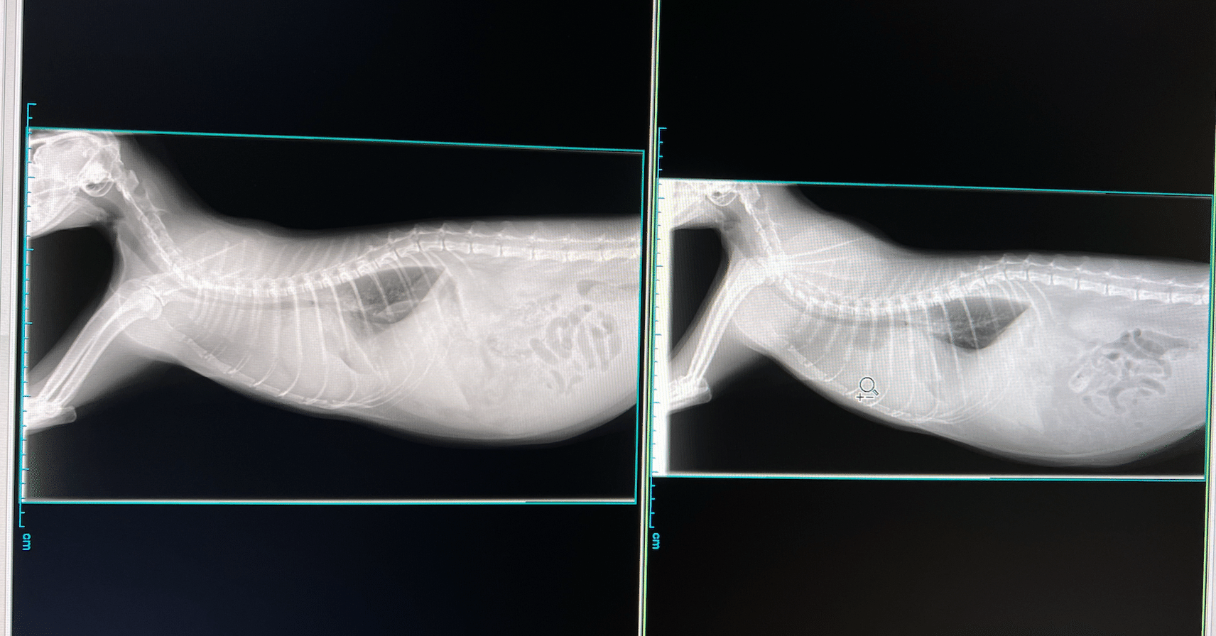 猫との暮らし ヒゲ眼鏡 Note