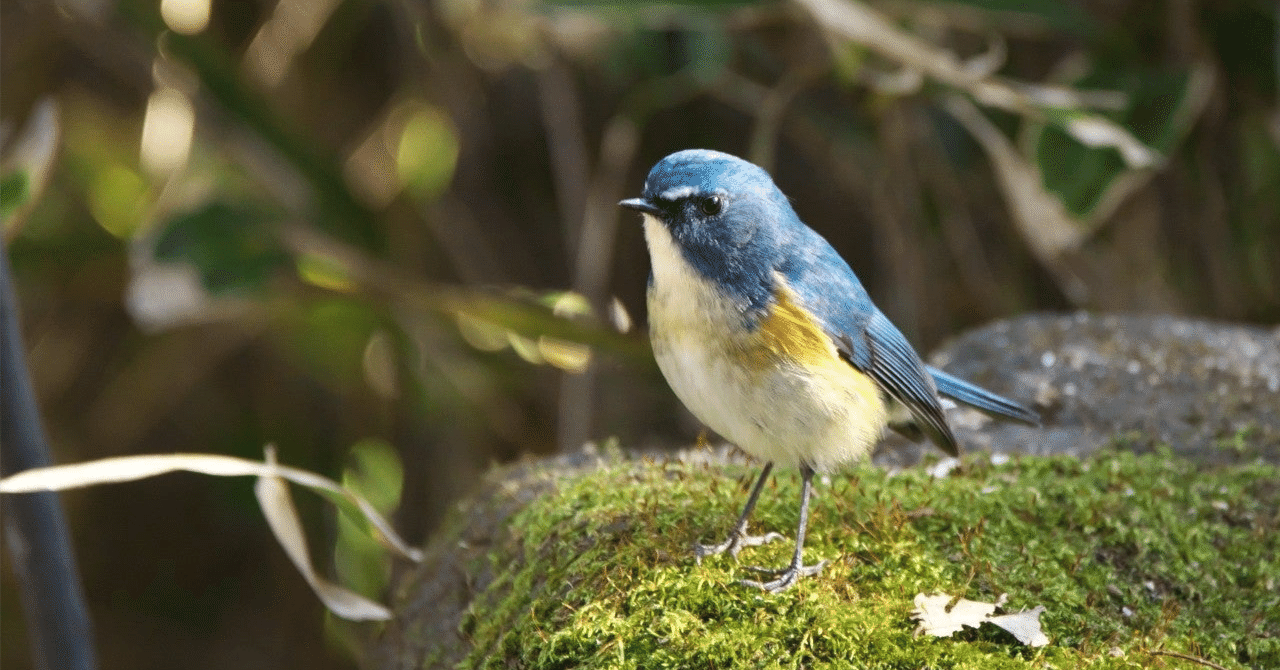 名言との対話」11月16日。中西悟堂「日本野鳥の会」｜久恒 啓一