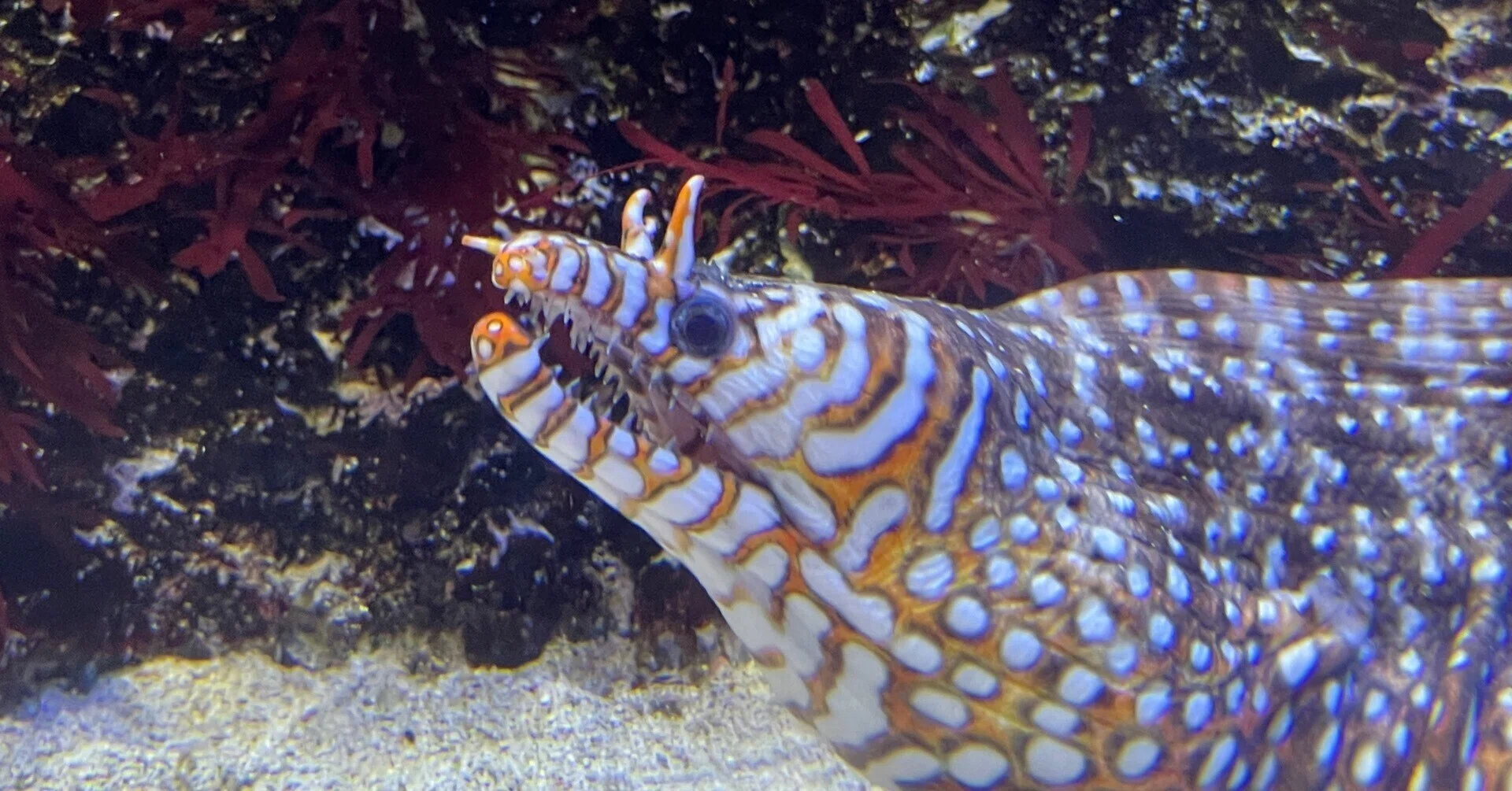 見どころを紹介！日本で最も展示数が多い『鳥羽水族館』必勝講座【前編