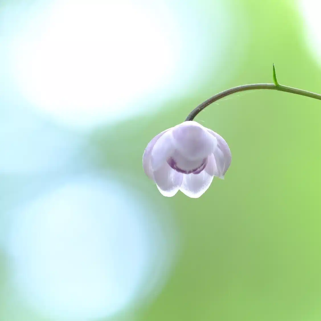 あ〜さ☆