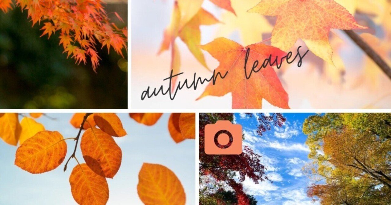 紅葉が綺麗な季節になりました。～紅葉の状況をお知らせします【11月16